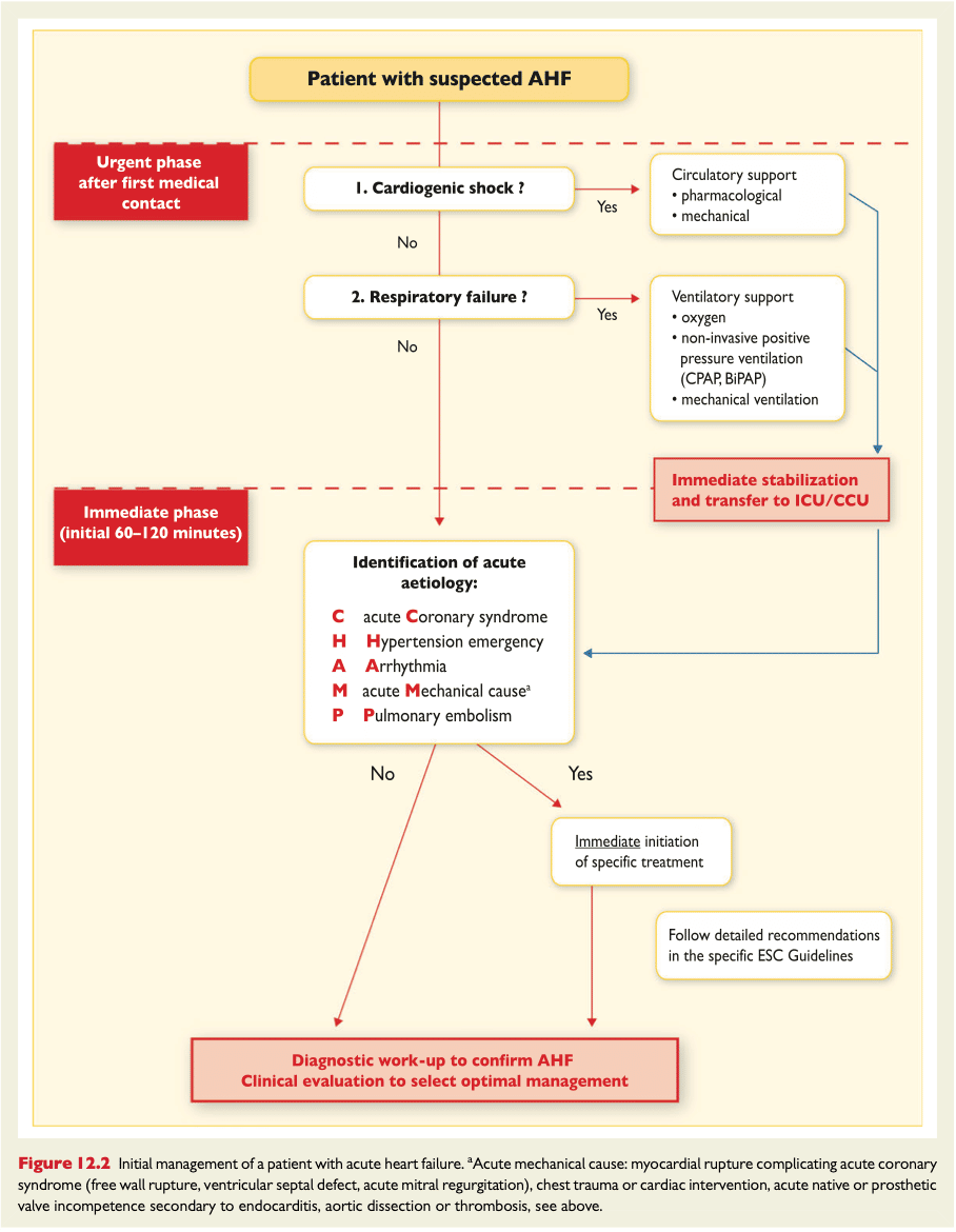 ESC flowchart initial management akut hjärtsvikt
